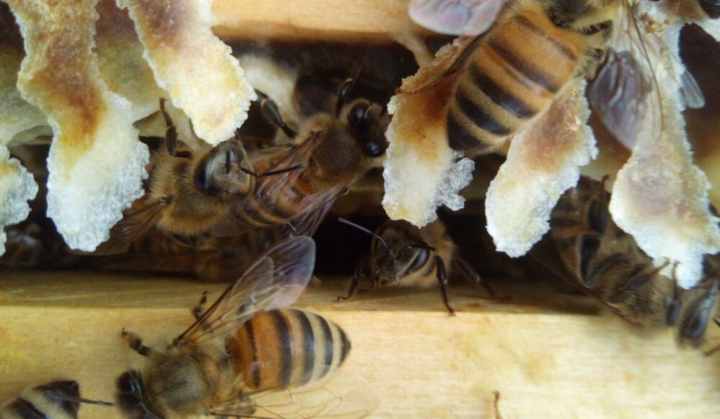 api azienda agricola dreosti corrado