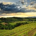 Territorio Colli Orientali del Friuli