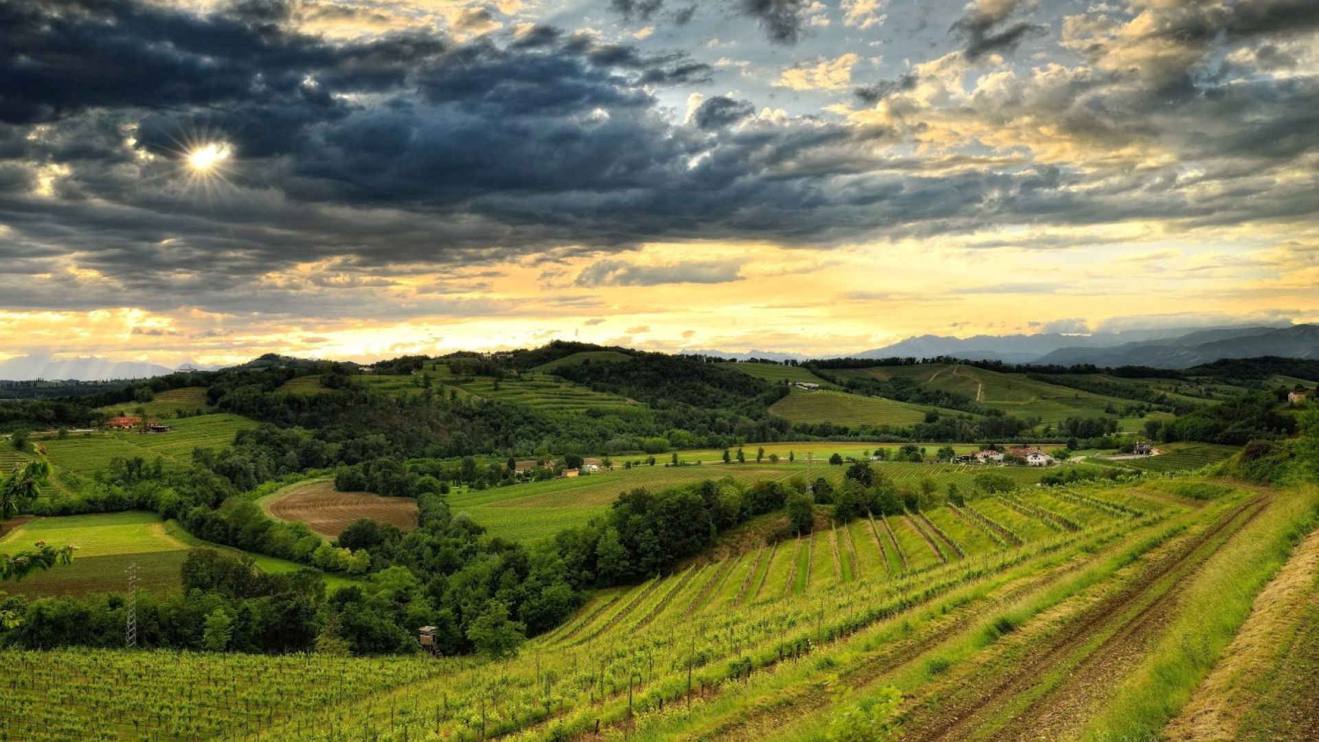 colli orientali del Friuli