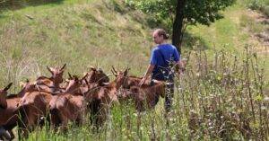 Capre al pascolo a Taipana