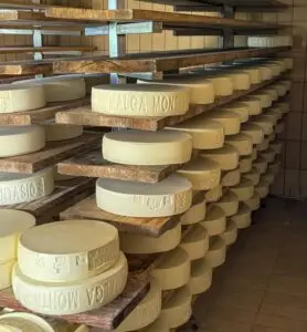 Formaggio Montasio appena prodotto a Malga montasio