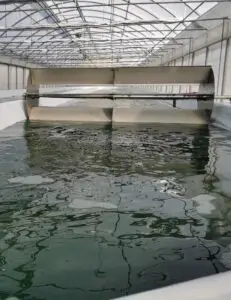 coltivazione spirulina spiripau