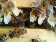 api azienda agricola dreosti corrado