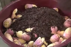 Brovade nella vinaccia