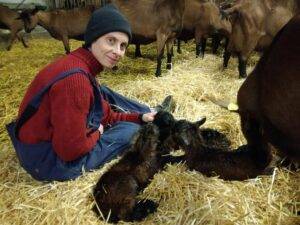 Nascita dei capretti in inverno