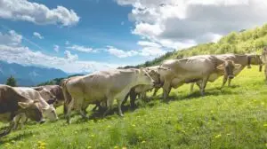 Mucche in alpeggio a Malga Pozof sullo Zoncolan.