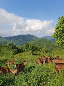 Pascolo delle capre sulle montagne di Taipana, da metà maggio a fine ottobre.Pascolo turnato, per dare alle capre un alimento sempre verde.