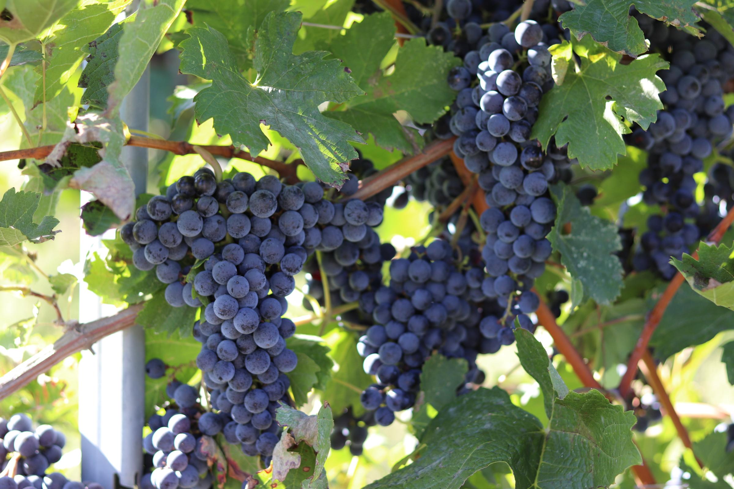 uva azienda agricola foschiatto