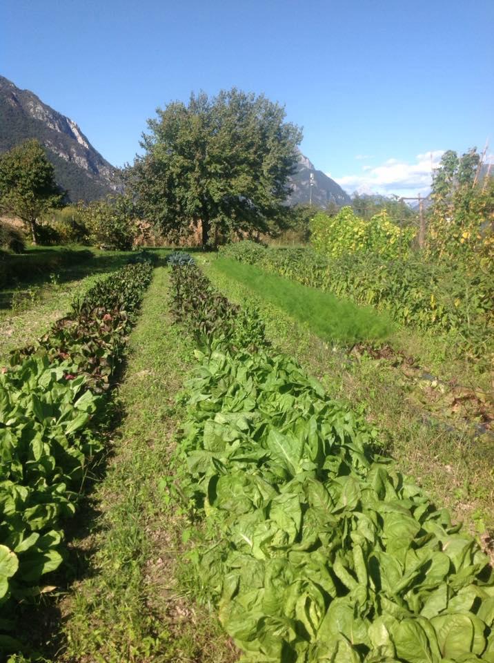 azienda agricola londero