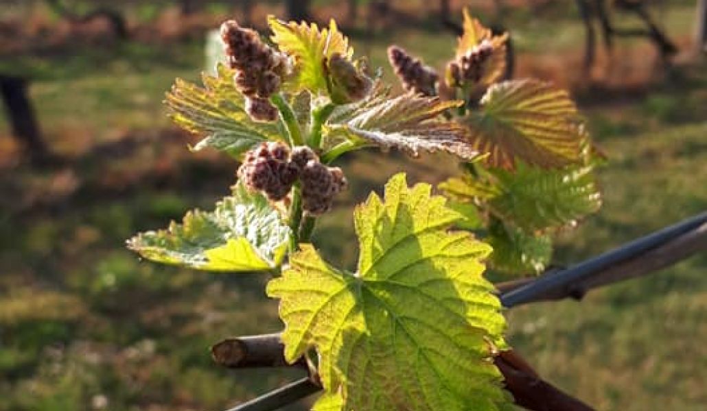 azienda agricola zani elvio di zani claudio