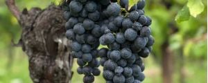 VINO