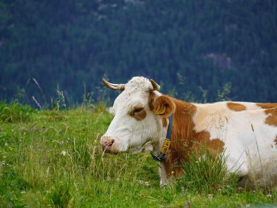 Mucca malgo montasio