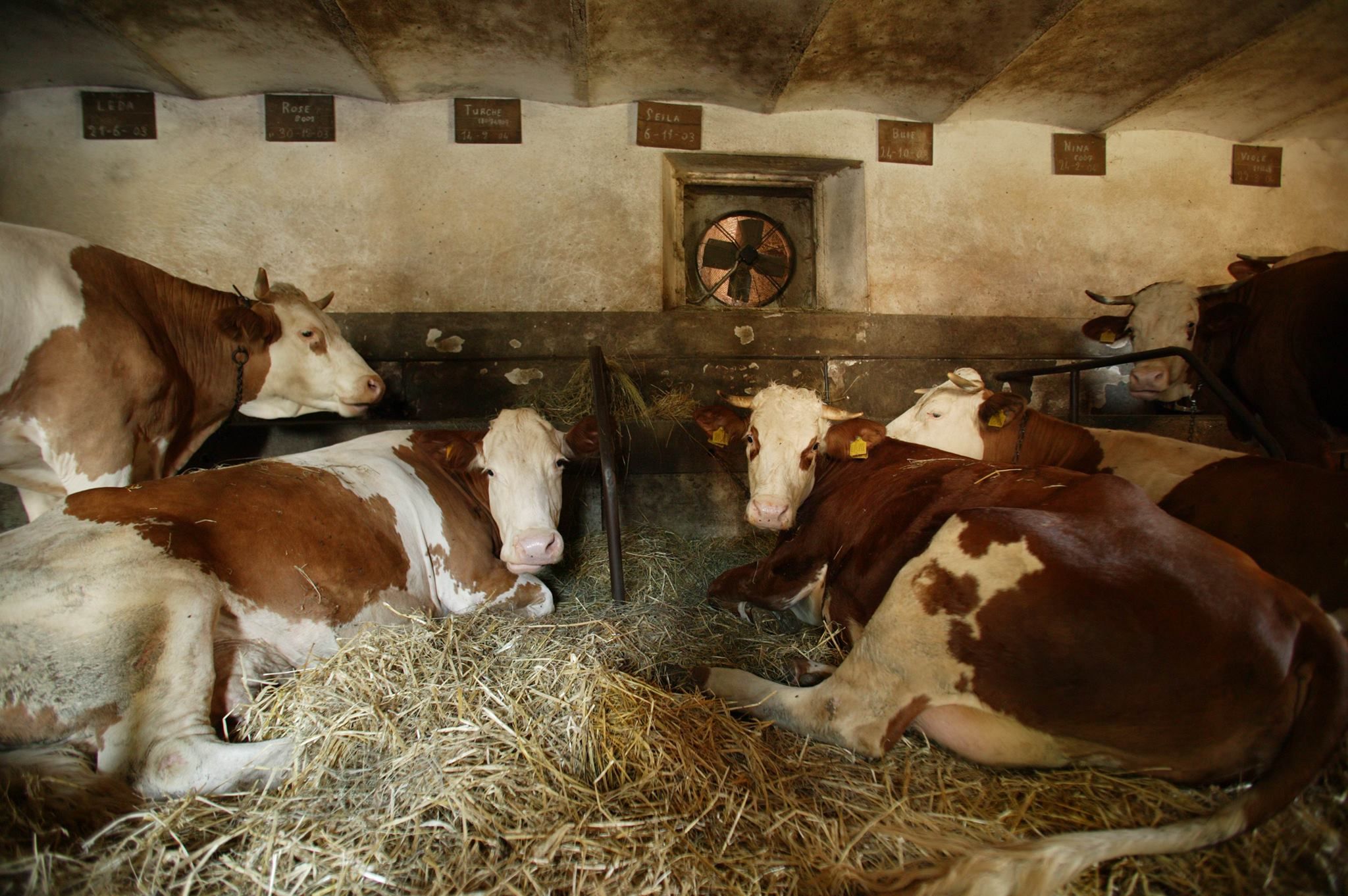 mucche latteria di fagagna borgo paludo