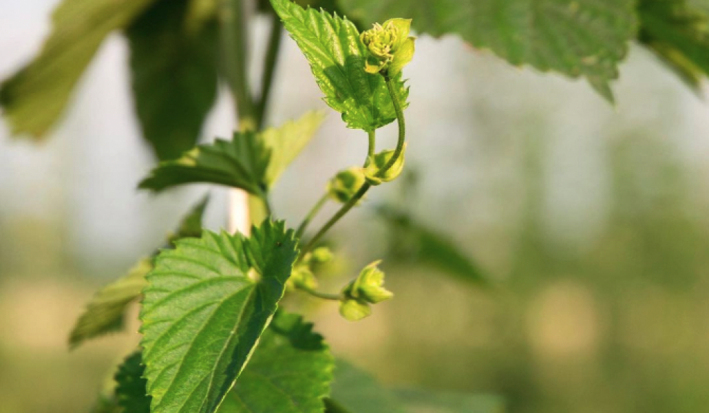 luppolo agribirrificio villa chazil