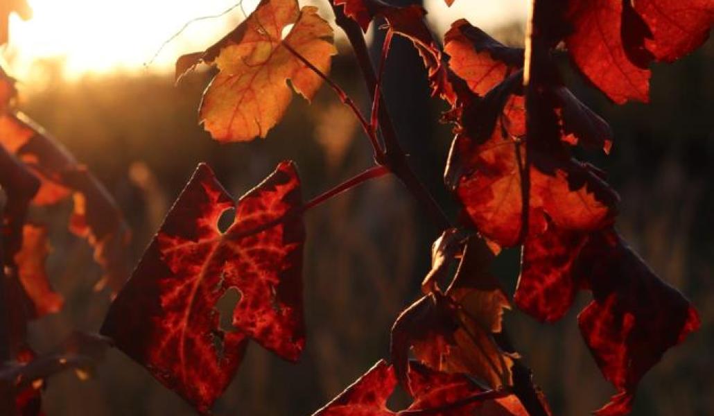 azienda agricola foschiatto
