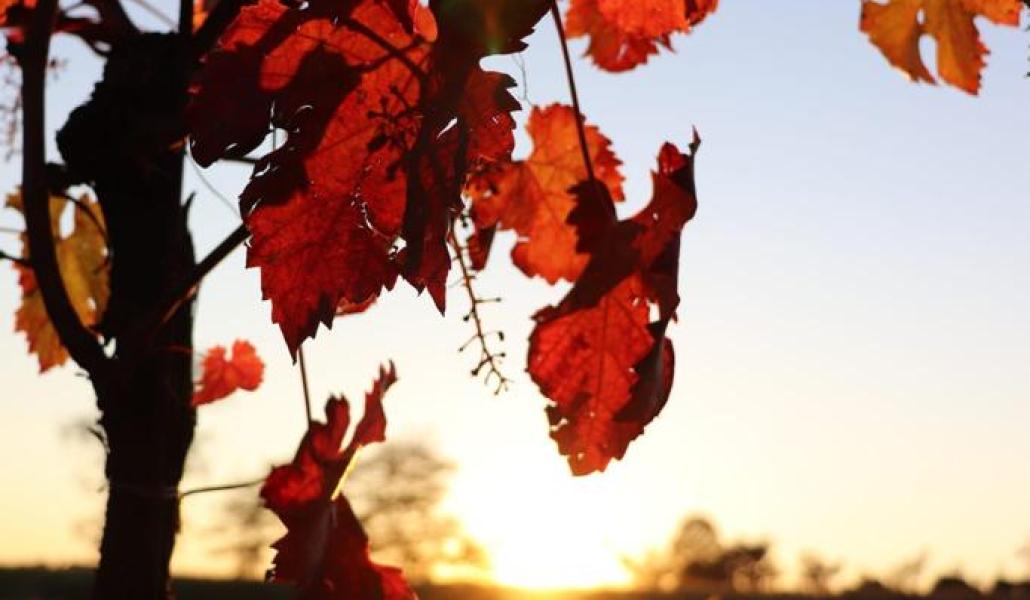 azienda agricola foschiatto