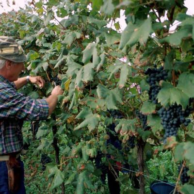 Macor Gianni, raccolta dei grappoli maturi.