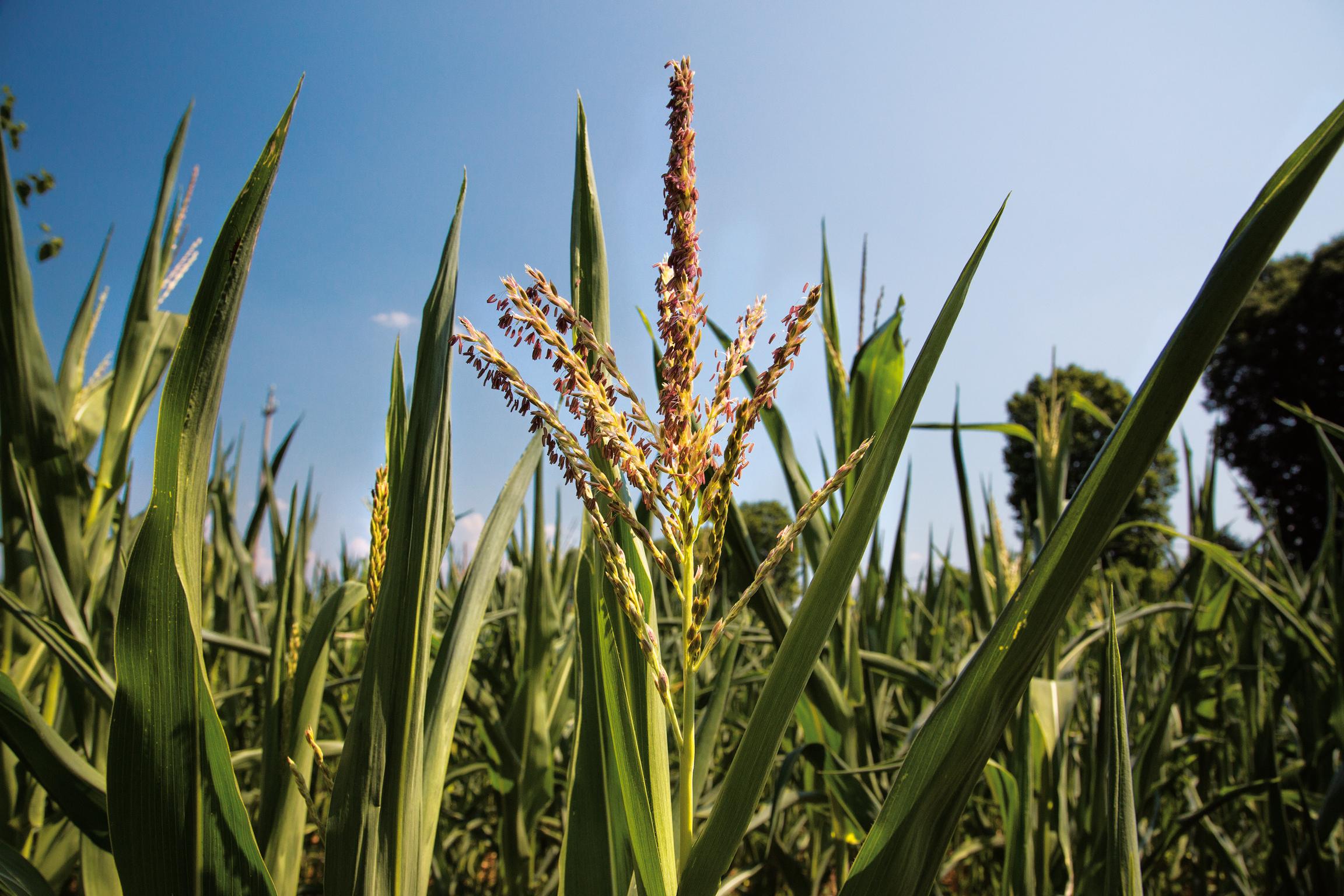 la blave di mortean mais