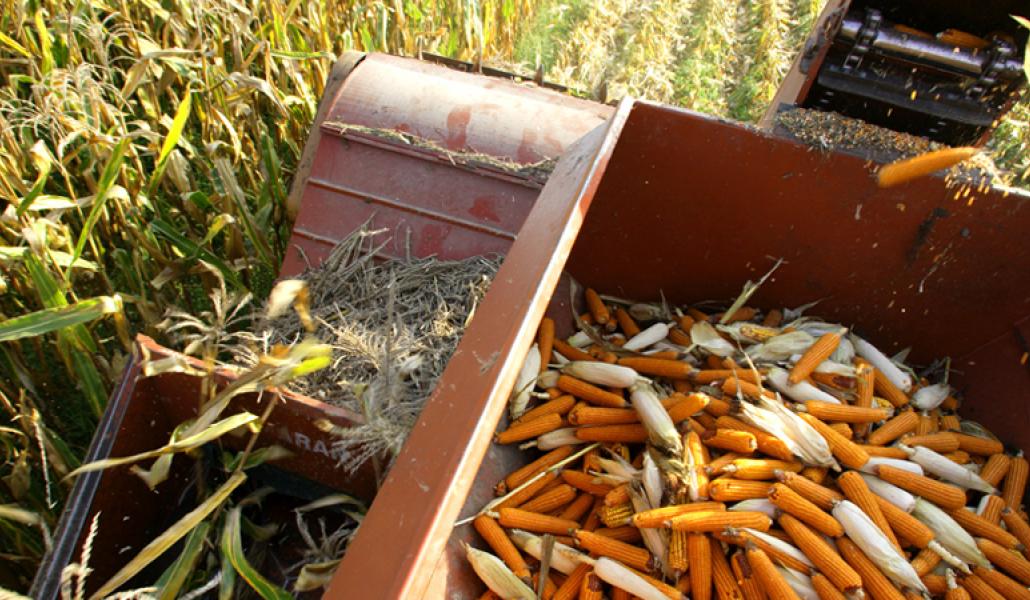 la blave di mortean mais