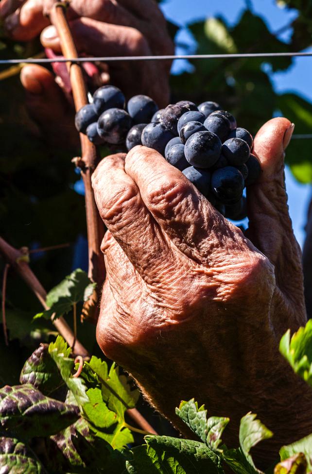 uva vendrame vignis del doge