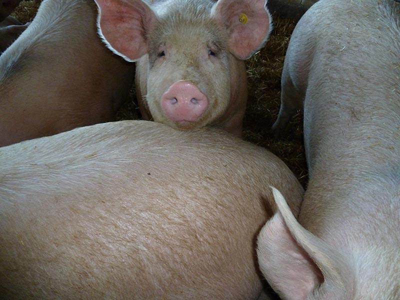 la fattoria di pavia suini