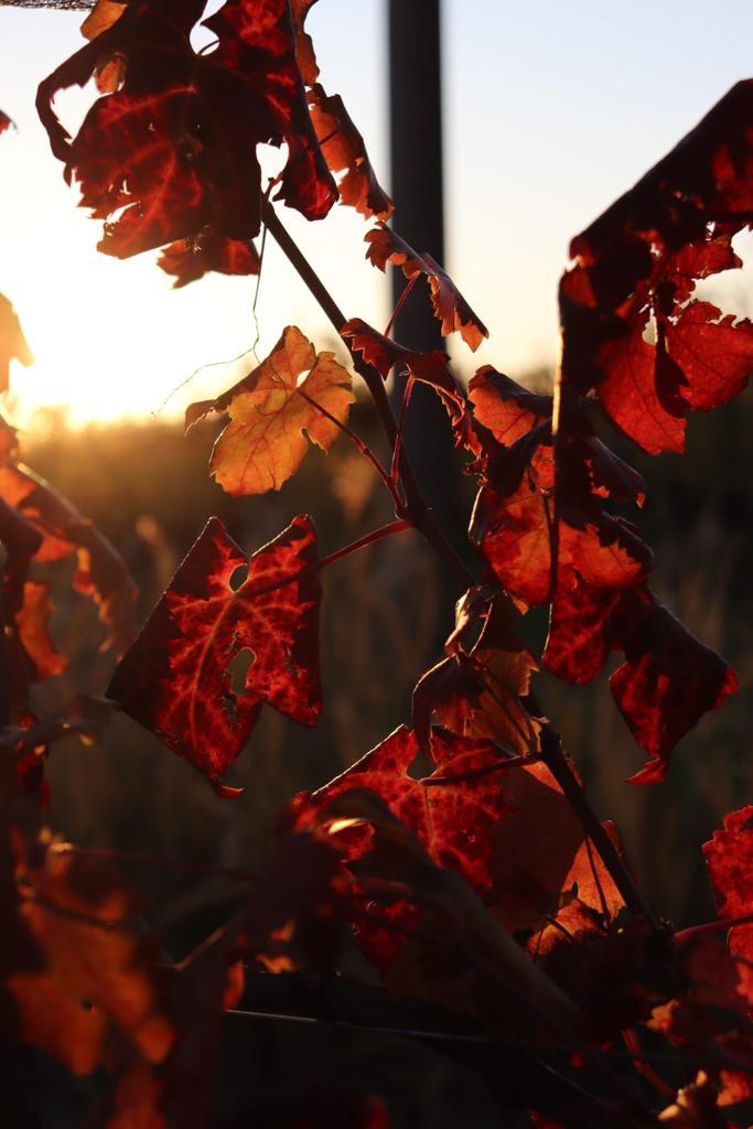 azienda agricola foschiatto