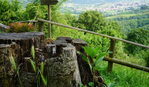Nimis, patria del ramandolo. Tra vigneti e colline verdi. Nimis, patria del ramandolo. Tra vigneti e colline verdi.
