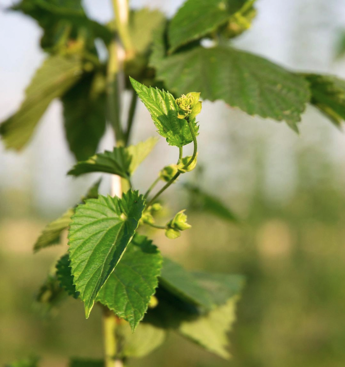 luppolo agribirrificio villa chazil