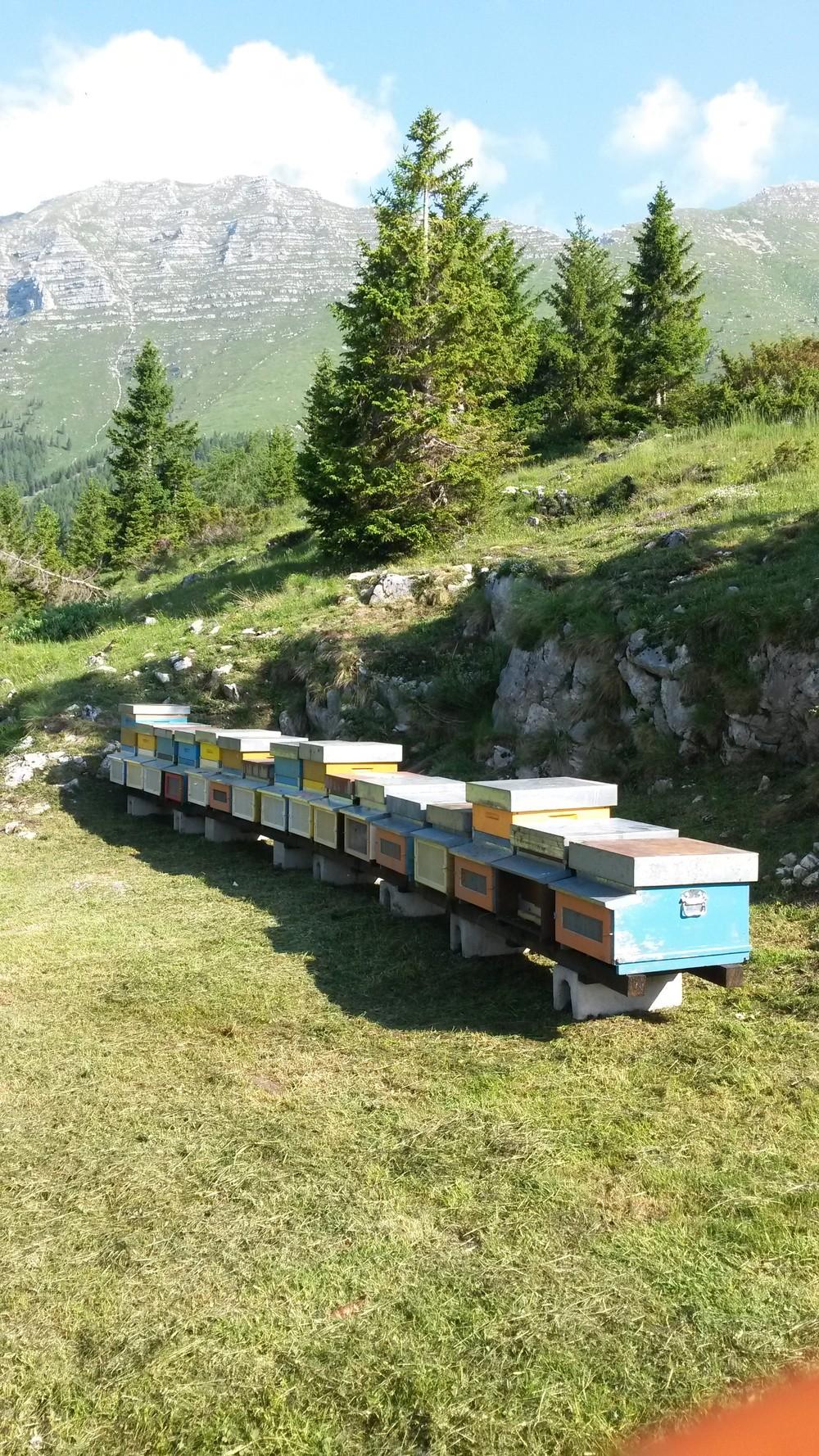 arnie azienda agricola dreosti corrado