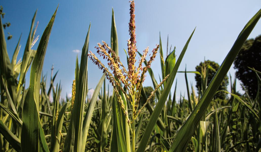 la blave di mortean mais