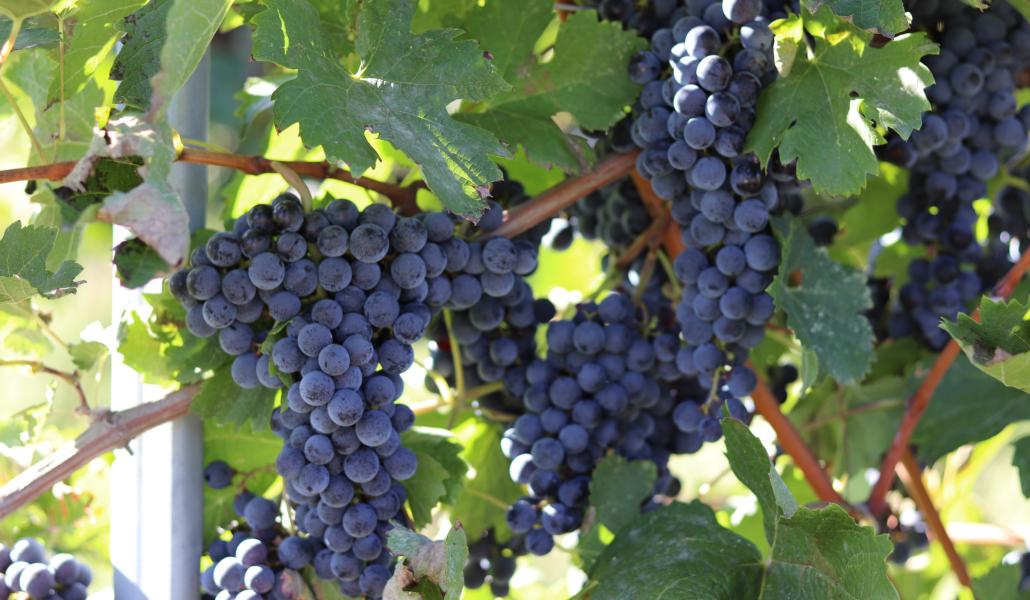 uva azienda agricola foschiatto