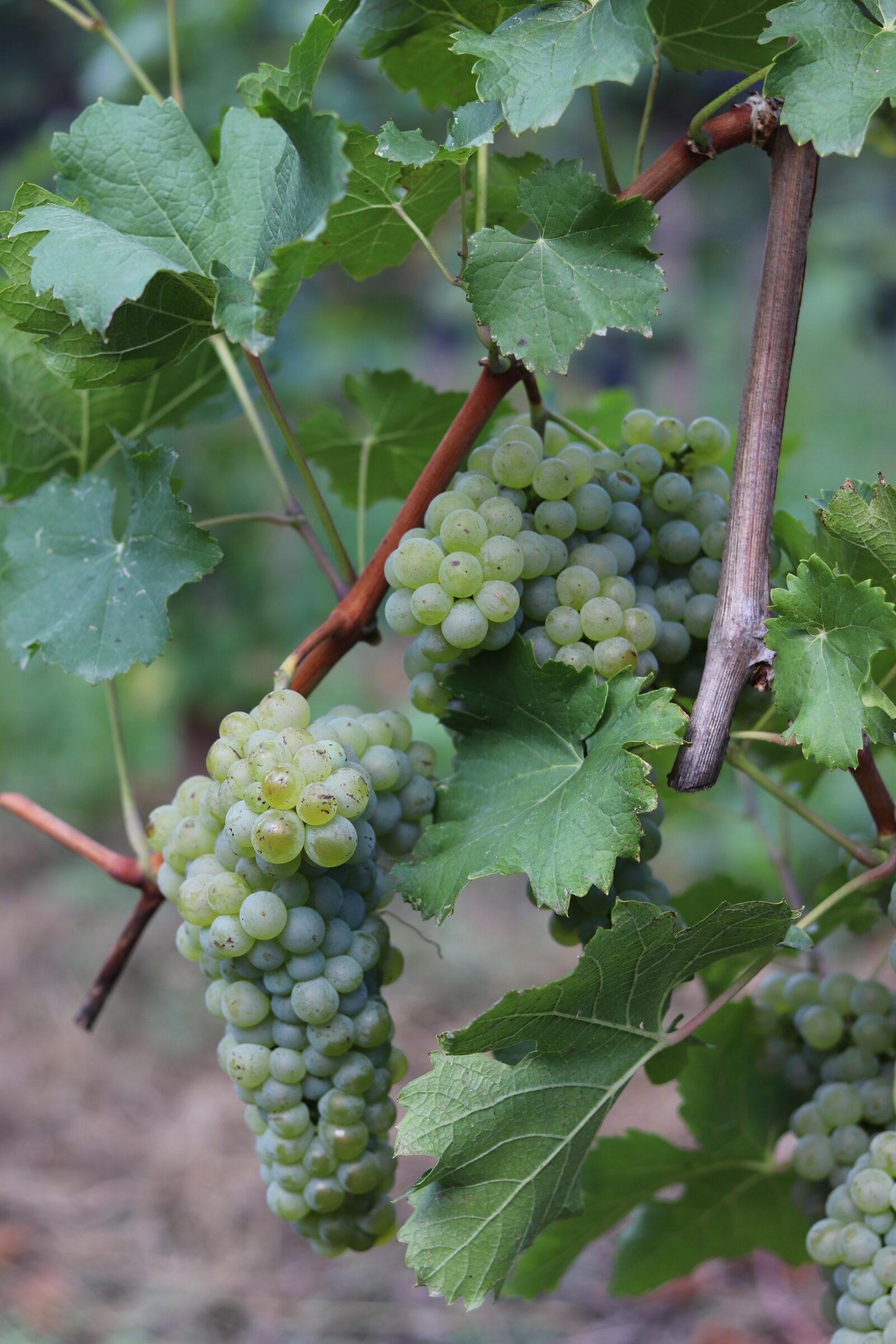 uva azienda agricola foschiatto