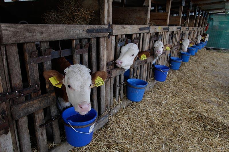 pezzata rossa la fattoria di pavia