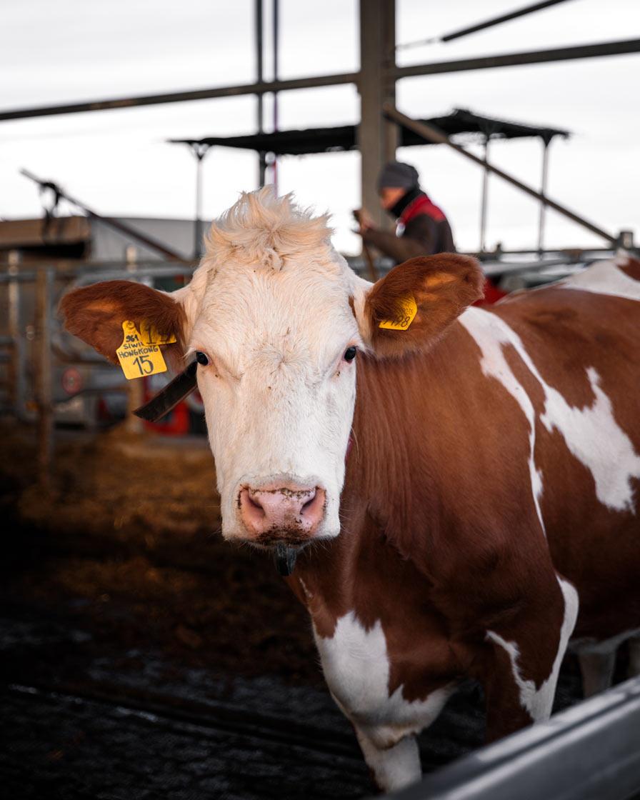 pezzata rossa la fattoria di pavia