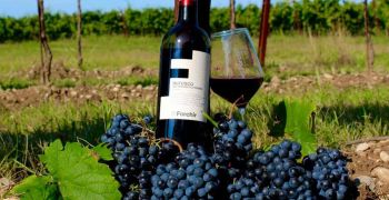 Refosco Forchir, certificato SQNPI. Refosco Forchir, certificato SQNPI.