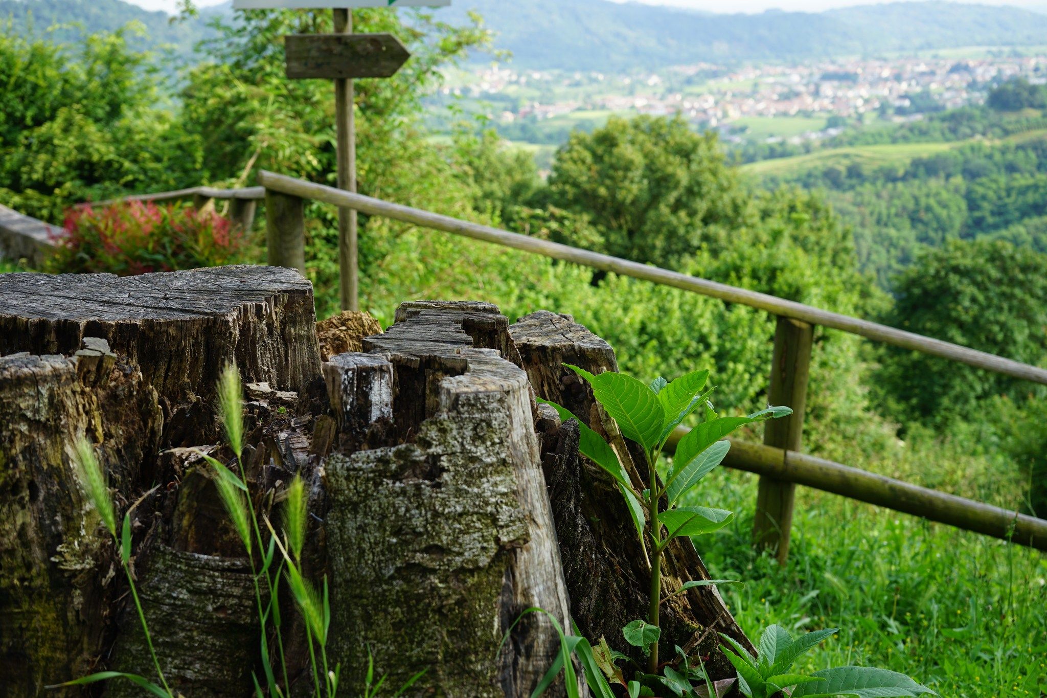 Nimis, patria del ramandolo. Tra vigneti e colline verdi.