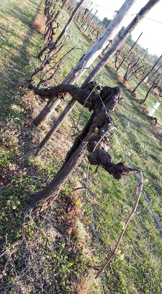 azienda agricola zani elvio di zani claudio