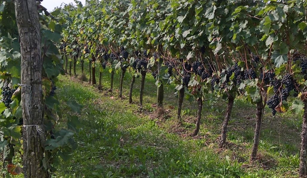 vigneto cascina lavaroni