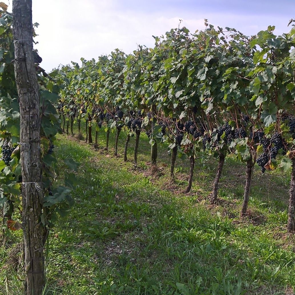 vigneto cascina lavaroni