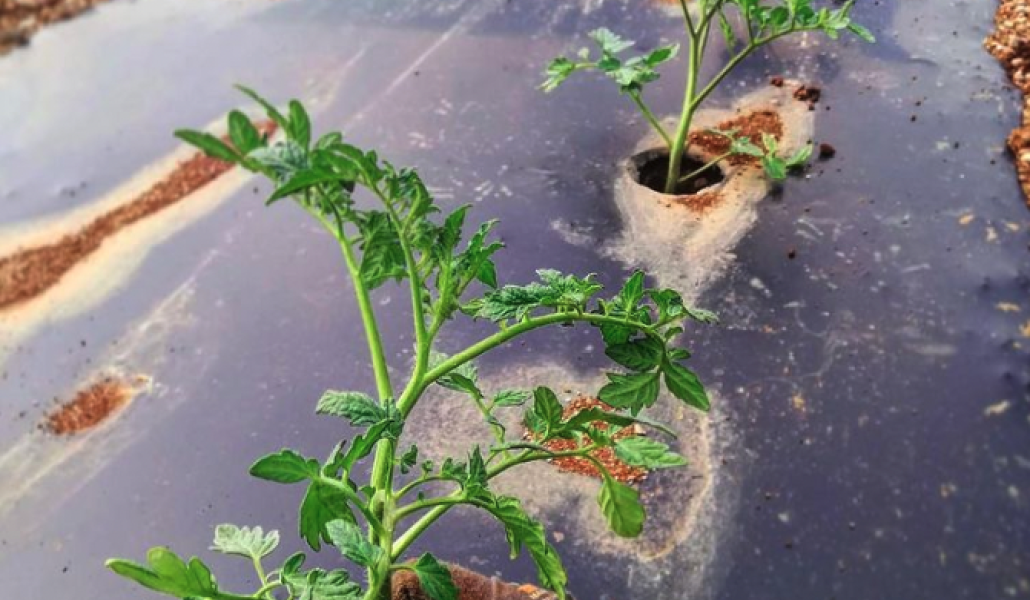 orto agribirrificio villa chazil