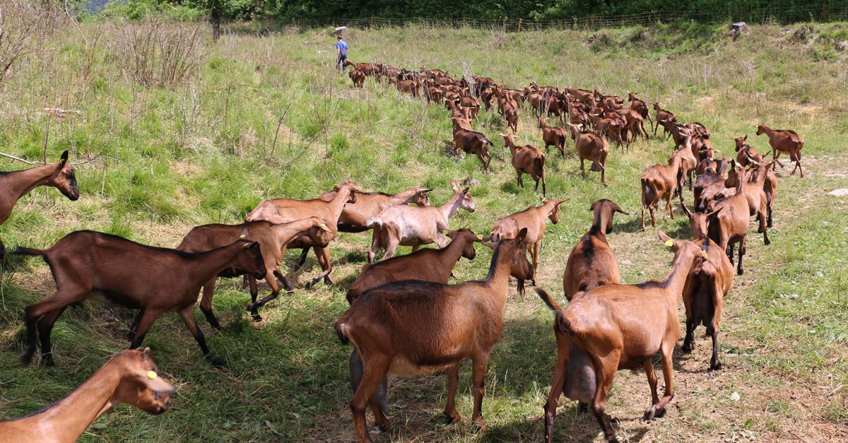 capre montagne azienda agricola zore