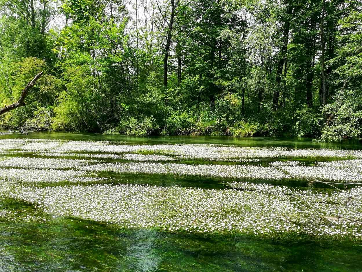 Majano - Risorgive di Bars