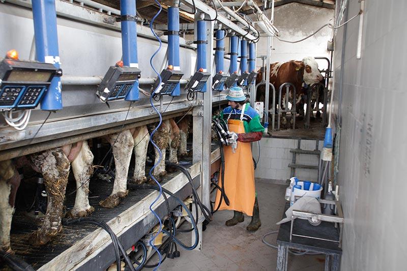 la fattoria di pavia