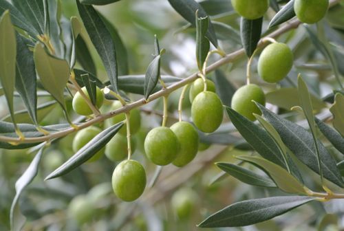 olive olio tergeste dop parovel
