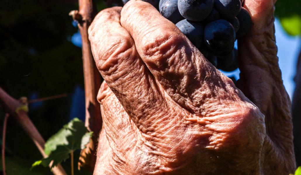 uva vendrame vignis del doge