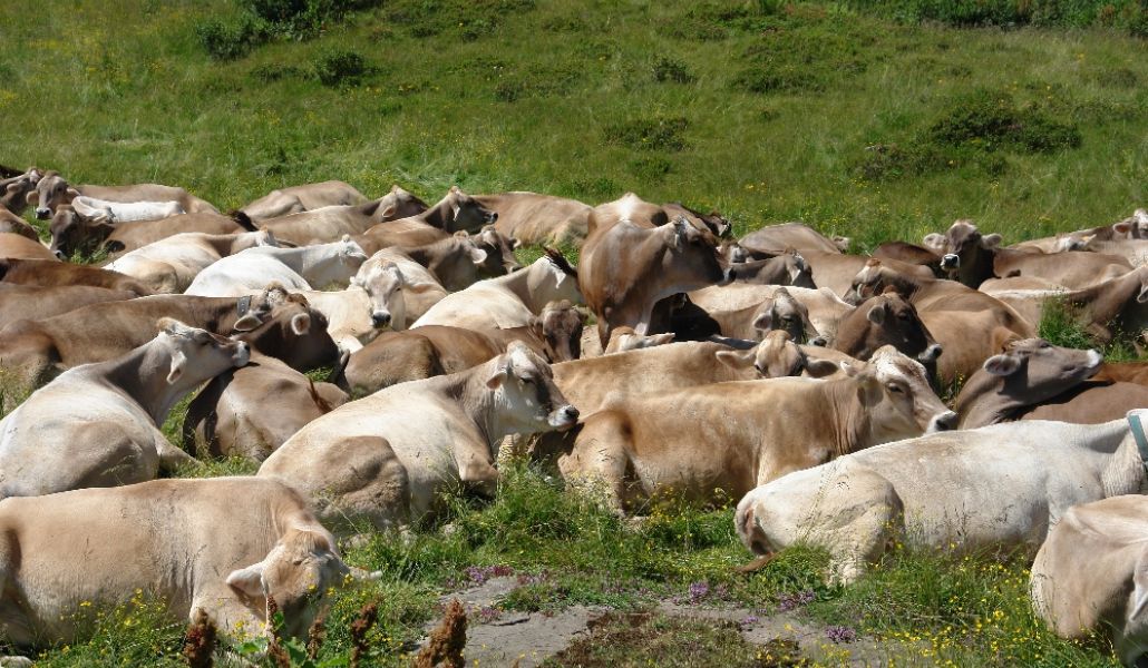 mucche caseificio sociale alto but