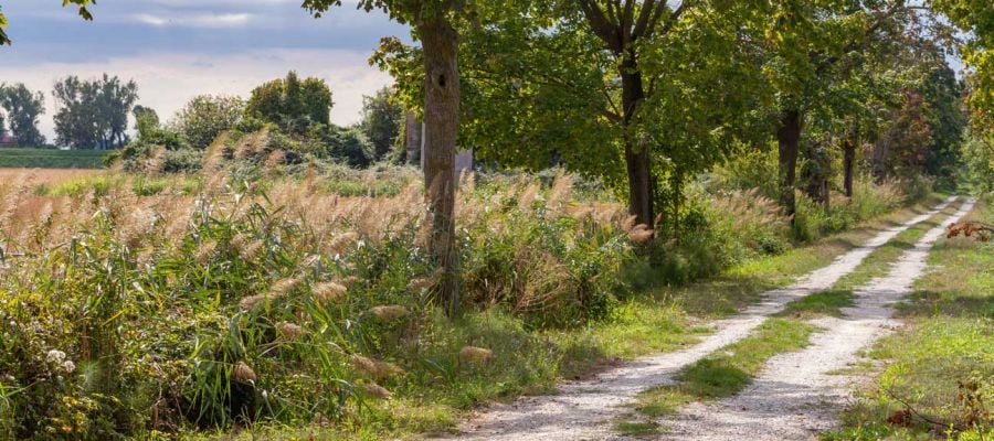 Immagine territotio:Basiliano