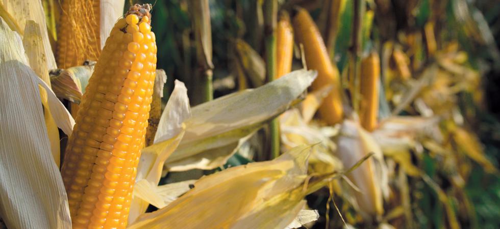 la blave di mortean mais