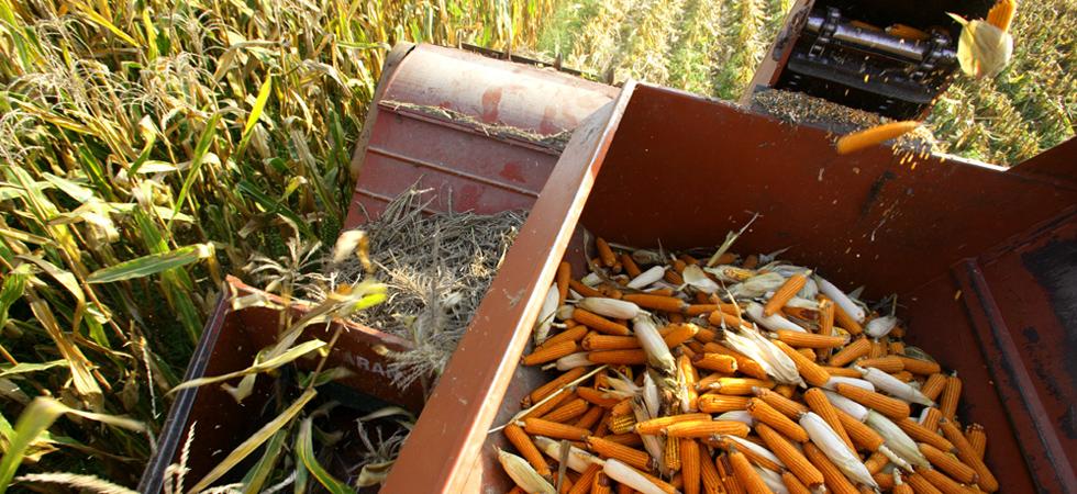 la blave di mortean mais