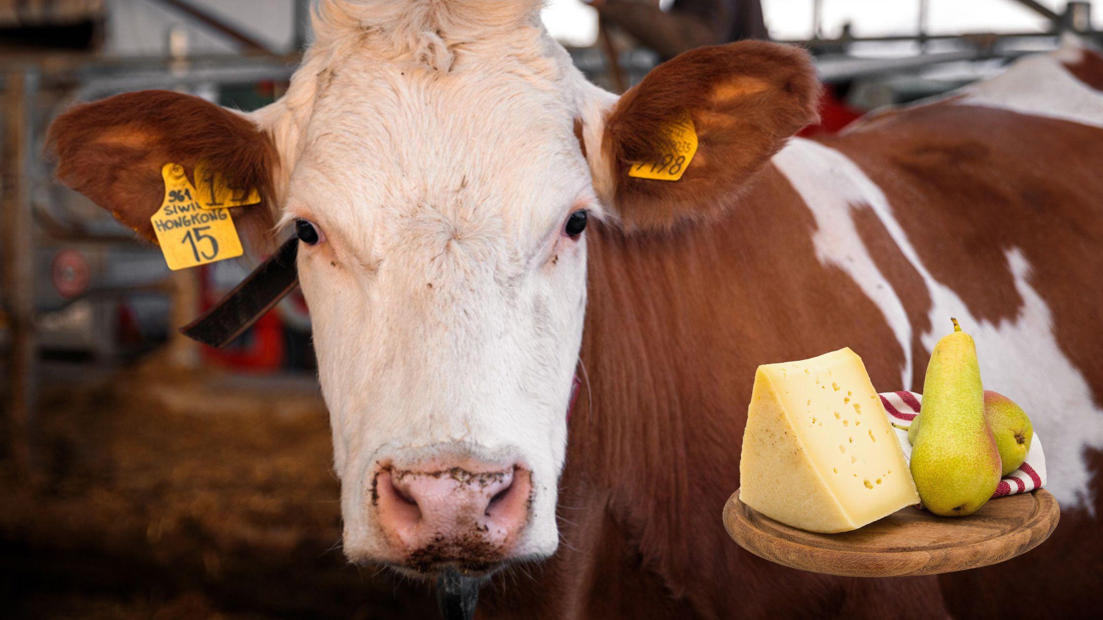 pezzata rossa italiana